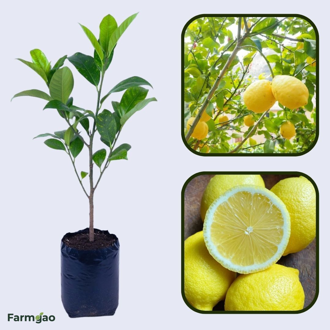 Nepali Oblong Lemon Plant Live Nimbu Tree Kagzi Lemon Citrus Limon Fruit Plant