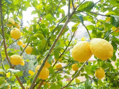 Nepali Oblong Lemon Plant Live Nimbu Tree Kagzi Lemon Citrus Limon Fruit Plant