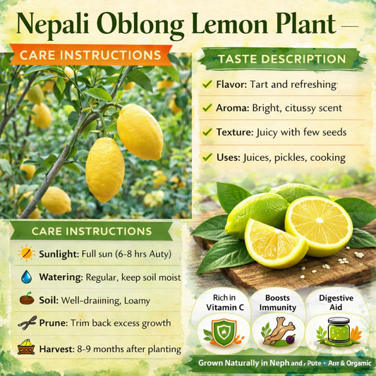 Nepali Oblong Lemon Plant Live Nimbu Tree Kagzi Lemon Citrus Limon Fruit Plant