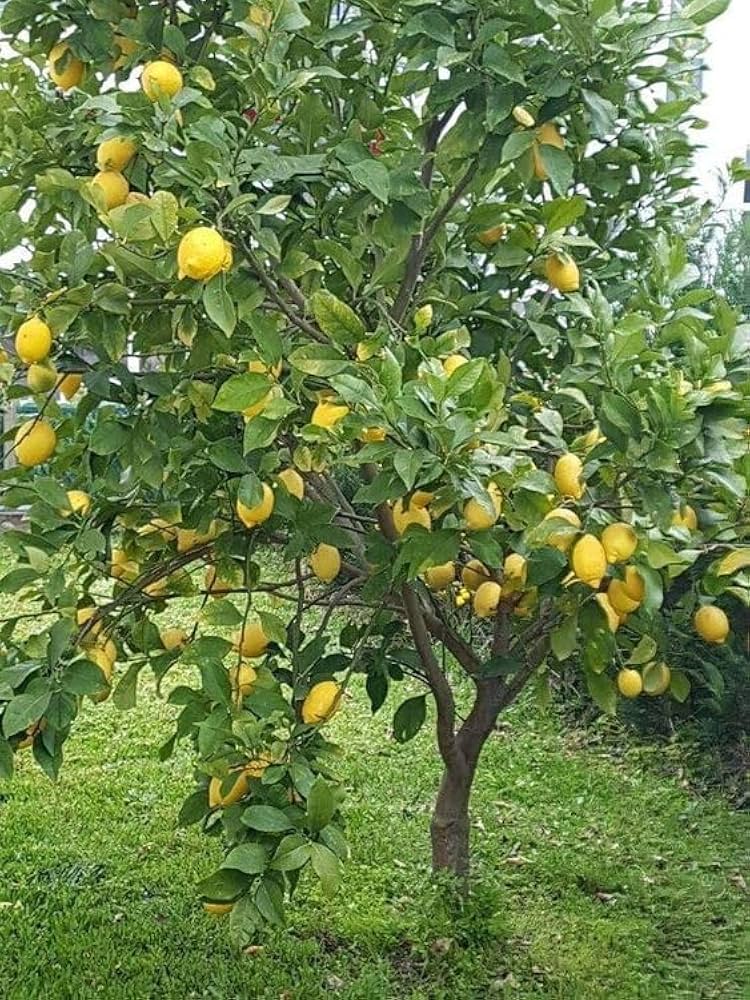 Nepali Oblong Lemon Plant Live Nimbu Tree Kagzi Lemon Citrus Limon Fruit Plant