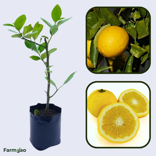 New Zealand Lemonade Lemon Plant Live Nimbu Tree Kagzi Lemon Citrus Limon Fruit Plant