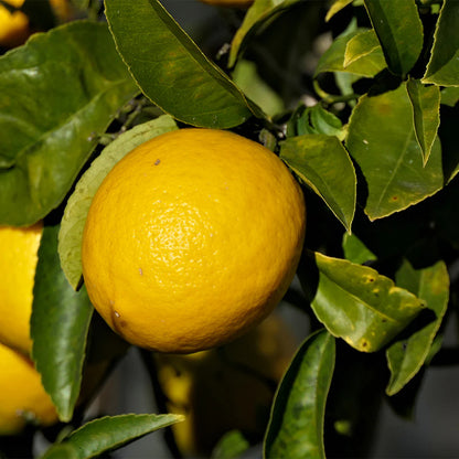 New Zealand Lemonade Lemon Plant Live Nimbu Tree Kagzi Lemon Citrus Limon Fruit Plant
