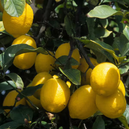 New Zealand Lemonade Lemon Plant Live Nimbu Tree Kagzi Lemon Citrus Limon Fruit Plant