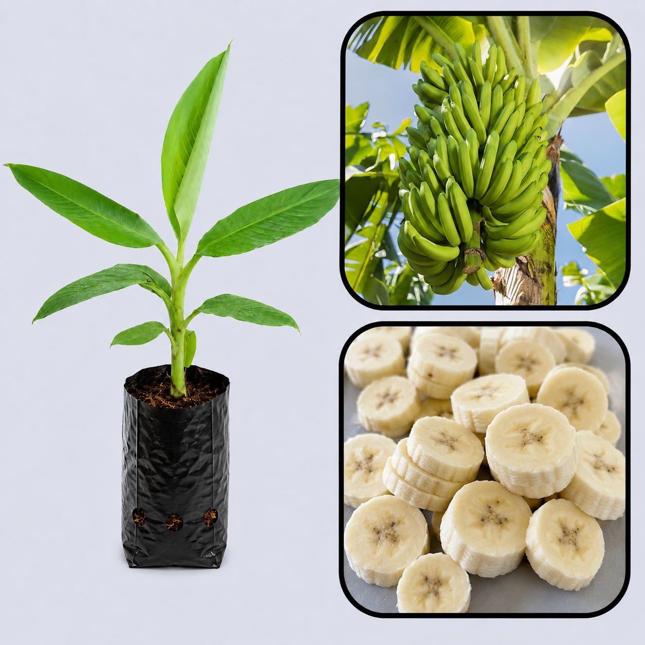 Ney Poovan Banana Healthy Sweet Tissue Cultured Fruit Plant