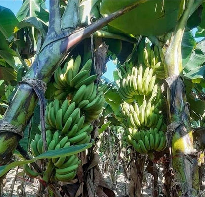 Ney Poovan Banana Healthy Sweet Tissue Cultured Fruit Plant