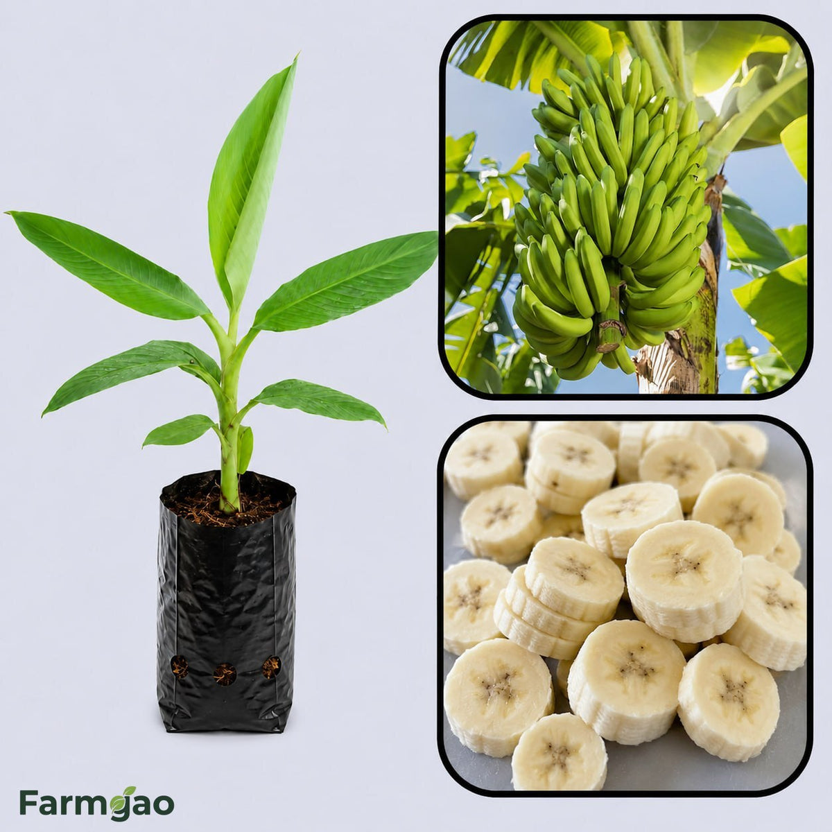 Ney Poovan Banana Healthy Sweet Tissue Cultured Fruit Plant