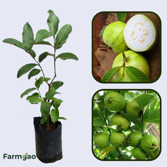Nicaragua Pink Guava Air Layered Healthy Fruit Plant