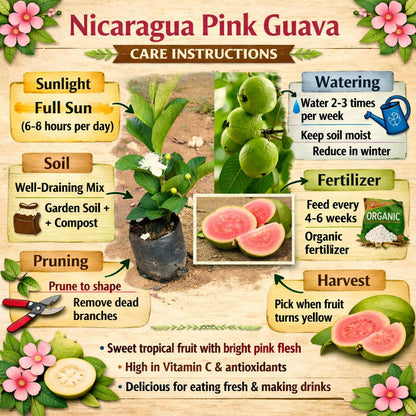Nicaragua Pink Guava Air Layered Healthy Fruit Plant