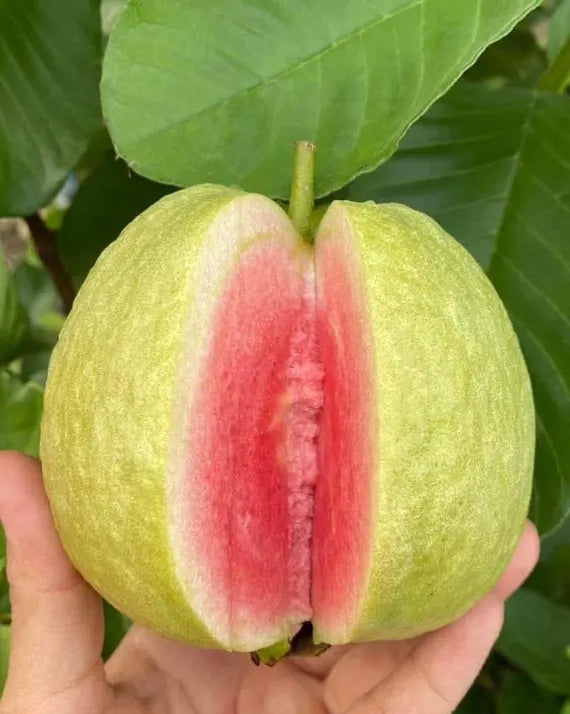 Nicaragua Pink Guava Air Layered Healthy Fruit Plant