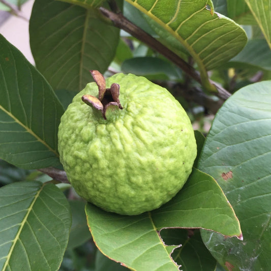 Nigerian White Guava Air Layered Healthy Fruit Plant