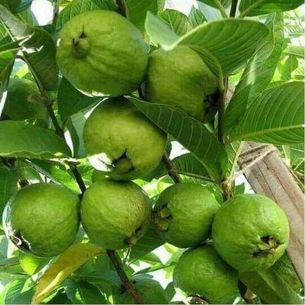 Nigerian White Guava Air Layered Healthy Fruit Plant