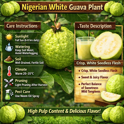 Nigerian White Guava Air Layered Healthy Fruit Plant