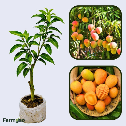 Nimrod Mango Aam Grafted Healthy Fruit Plant