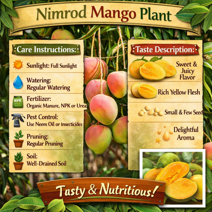 Nimrod Mango Aam Grafted Healthy Fruit Plant