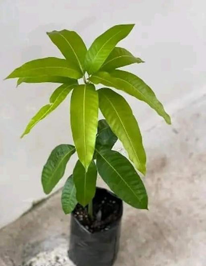 Nimrod Mango Aam Grafted Healthy Fruit Plant