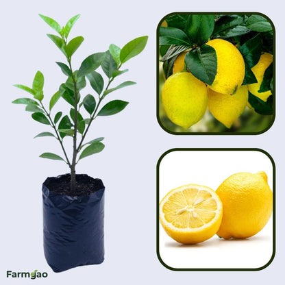 Ningmeng Lemon Plant Live Nimbu Tree Kagzi Lemon Citrus Limon Fruit Plant
