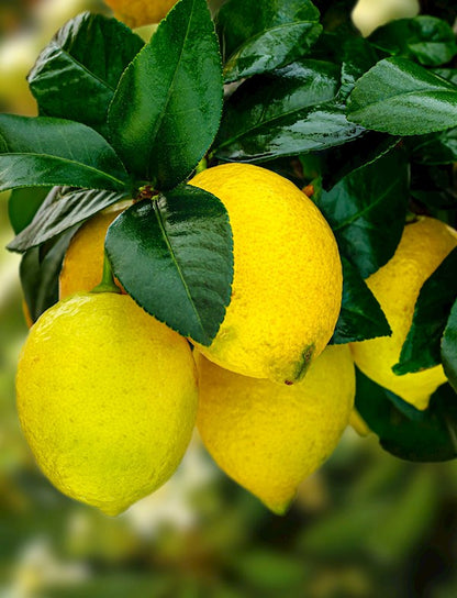 Ningmeng Lemon Plant Live Nimbu Tree Kagzi Lemon Citrus Limon Fruit Plant