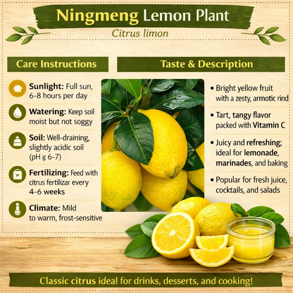 Ningmeng Lemon Plant Live Nimbu Tree Kagzi Lemon Citrus Limon Fruit Plant