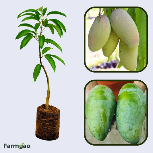 Noorjahan Mango Aam Grafted Healthy Fruit Plant