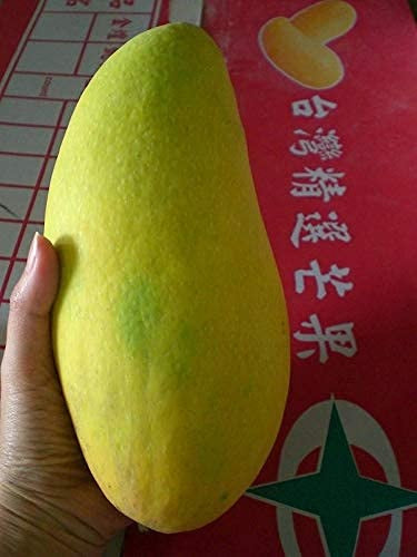 Noorjahan Mango Aam Grafted Healthy Fruit Plant