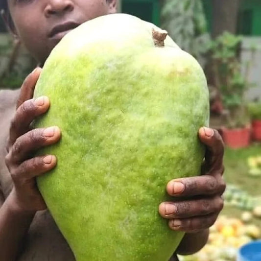 Noorjahan Mango Aam Grafted Healthy Fruit Plant
