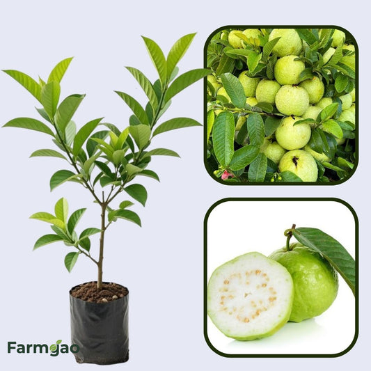 Nova América Guava Air Layered Healthy Fruit Plant