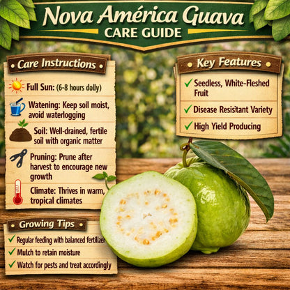 Nova América Guava Air Layered Healthy Fruit Plant