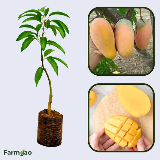 Number 11 Mango Aam Grafted Healthy Fruit Plant