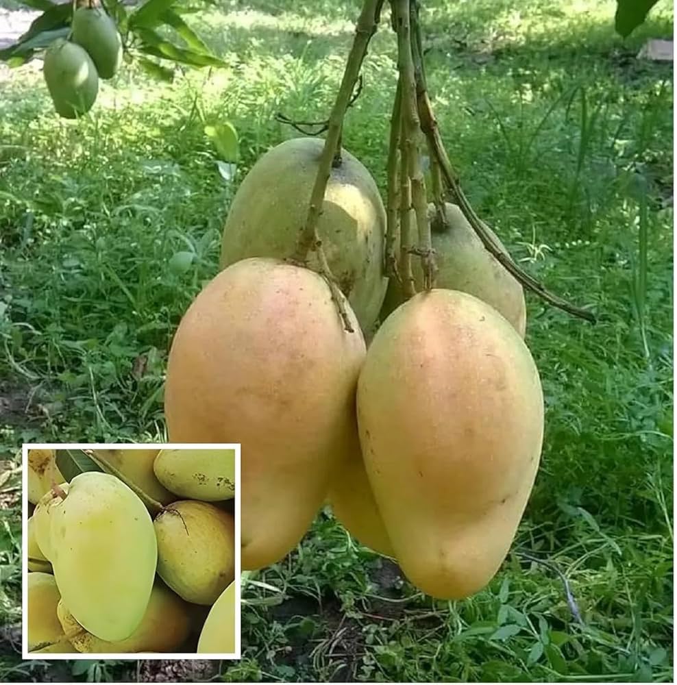 Number 11 Mango Aam Grafted Healthy Fruit Plant