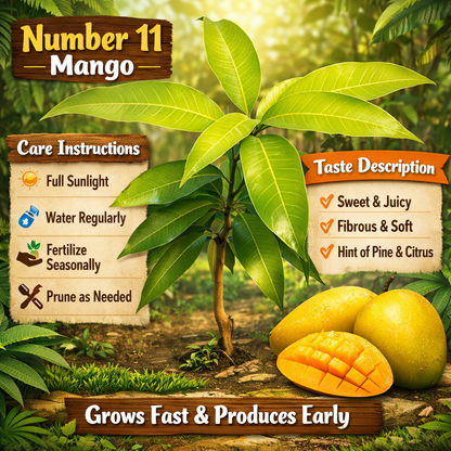 Number 11 Mango Aam Grafted Healthy Fruit Plant