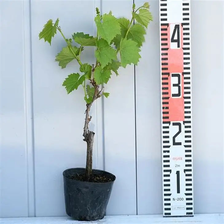 Seedless Sweet Green Round Sugraone Variety Air Layered Grapes Plant