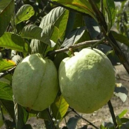 Oahu Pink Guava Air Layered Healthy Fruit Plant