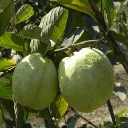 Oahu Pink Guava Air Layered Healthy Fruit Plant