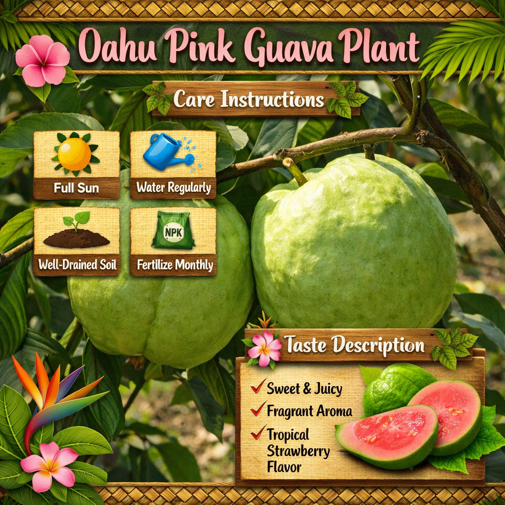 Oahu Pink Guava Air Layered Healthy Fruit Plant