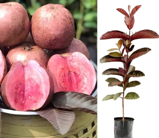 Oaxaca Pink Guava Air Layered Healthy Fruit Plant