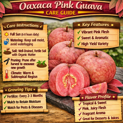 Oaxaca Pink Guava Air Layered Healthy Fruit Plant