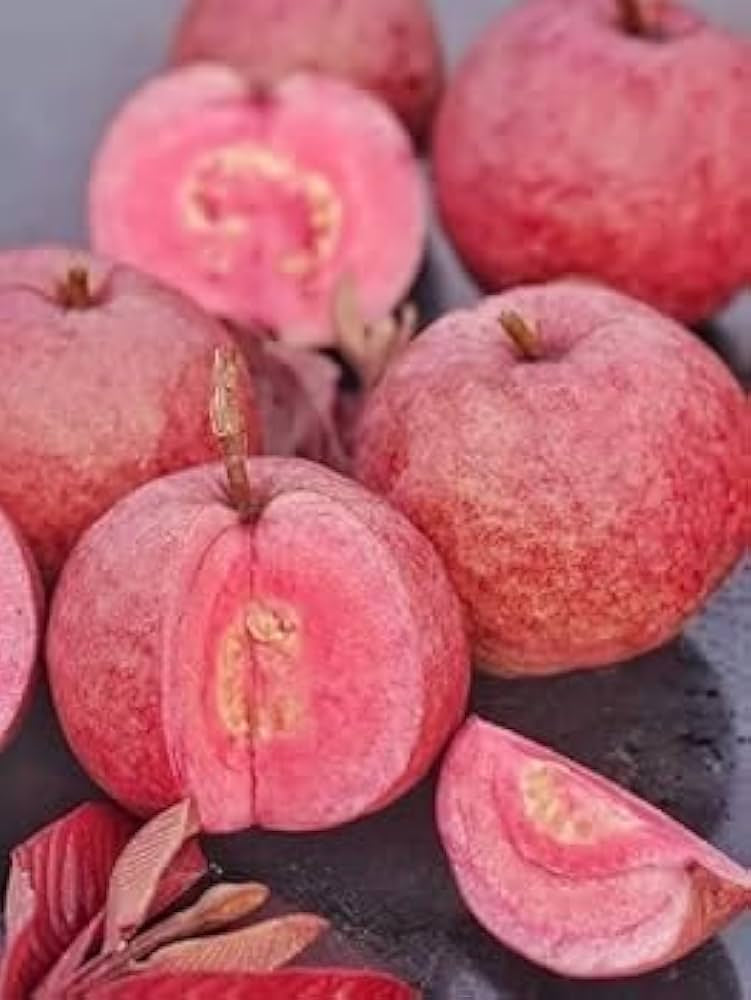 Oaxaca Pink Guava Air Layered Healthy Fruit Plant