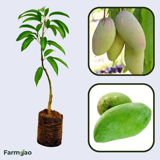 Ok Rong Mango Aam Grafted Healthy Fruit Plant