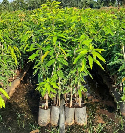 Ok Rong Mango Aam Grafted Healthy Fruit Plant