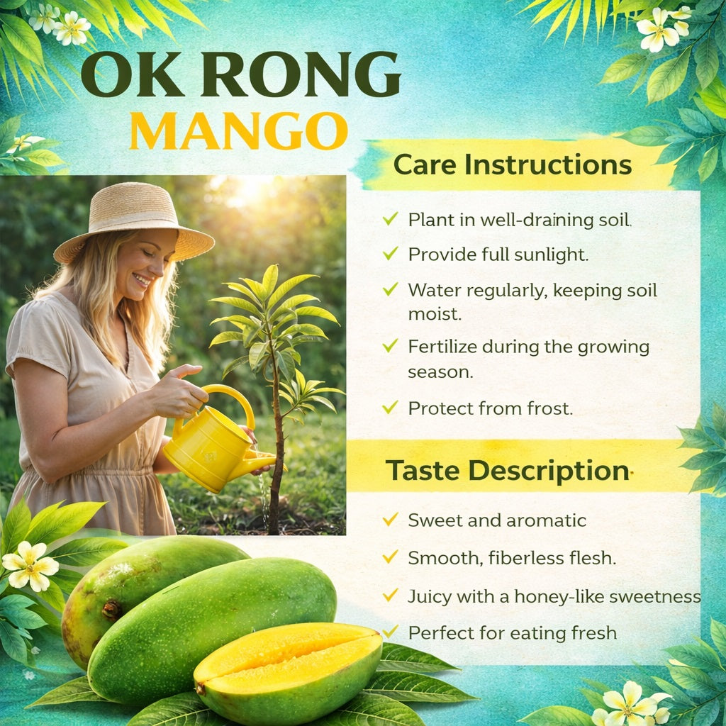 Ok Rong Mango Aam Grafted Healthy Fruit Plant