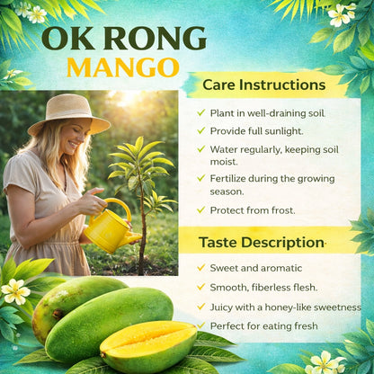 Ok Rong Mango Aam Grafted Healthy Fruit Plant