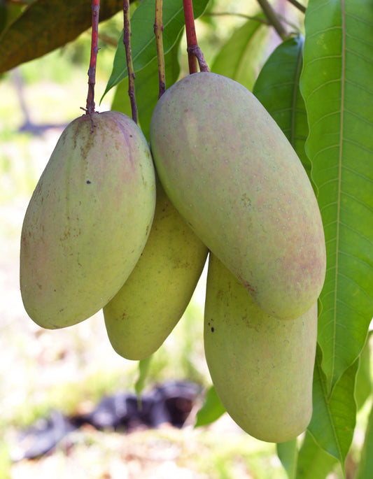 Ok Rong Mango Aam Grafted Healthy Fruit Plant
