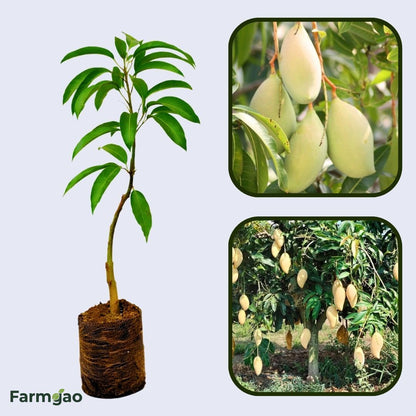Okrung Mango Aam Grafted Healthy Fruit Plant