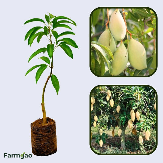Okrung Mango Aam Grafted Healthy Fruit Plant