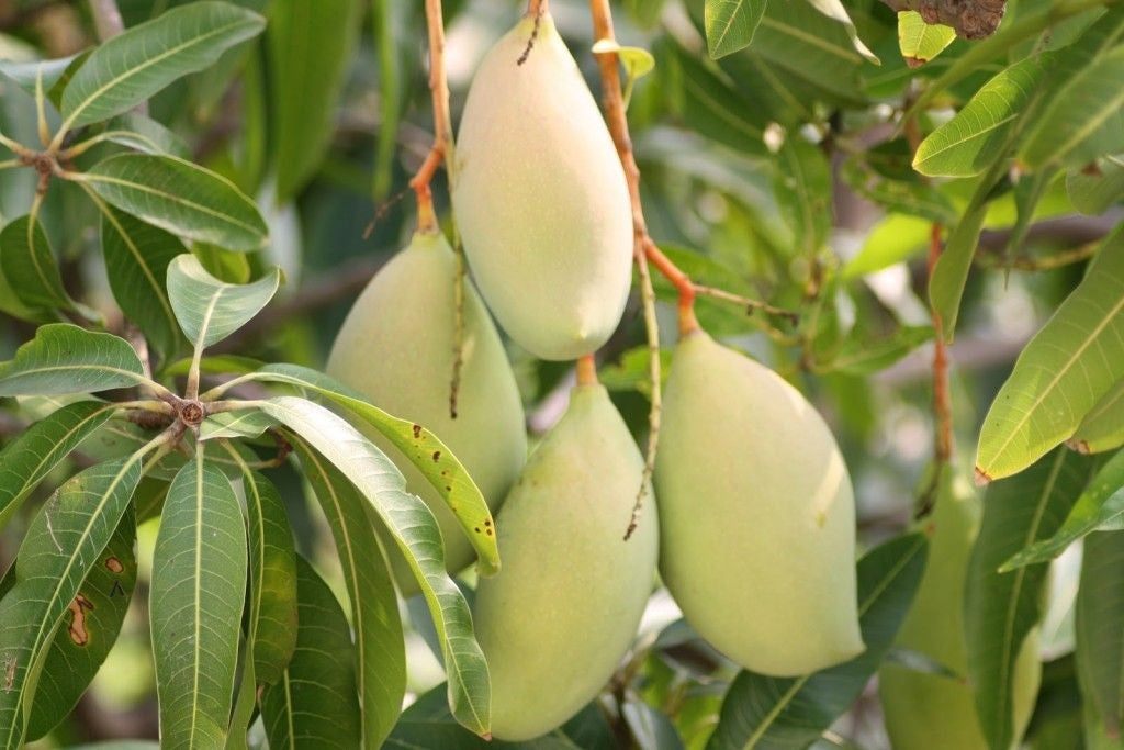 Okrung Mango Aam Grafted Healthy Fruit Plant