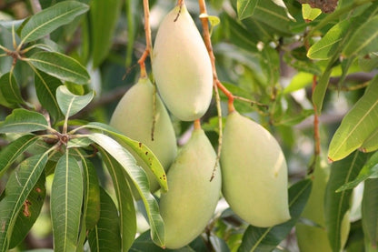 Okrung Mango Aam Grafted Healthy Fruit Plant