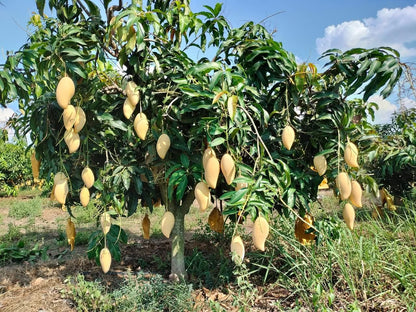 Okrung Mango Aam Grafted Healthy Fruit Plant