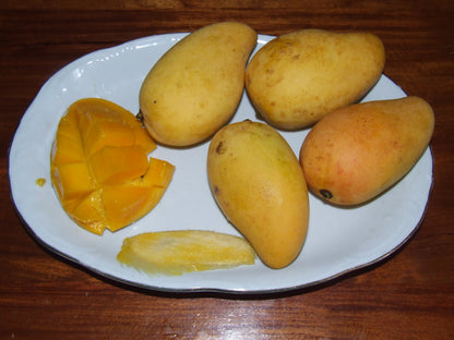 Okrung Mango Aam Grafted Healthy Fruit Plant
