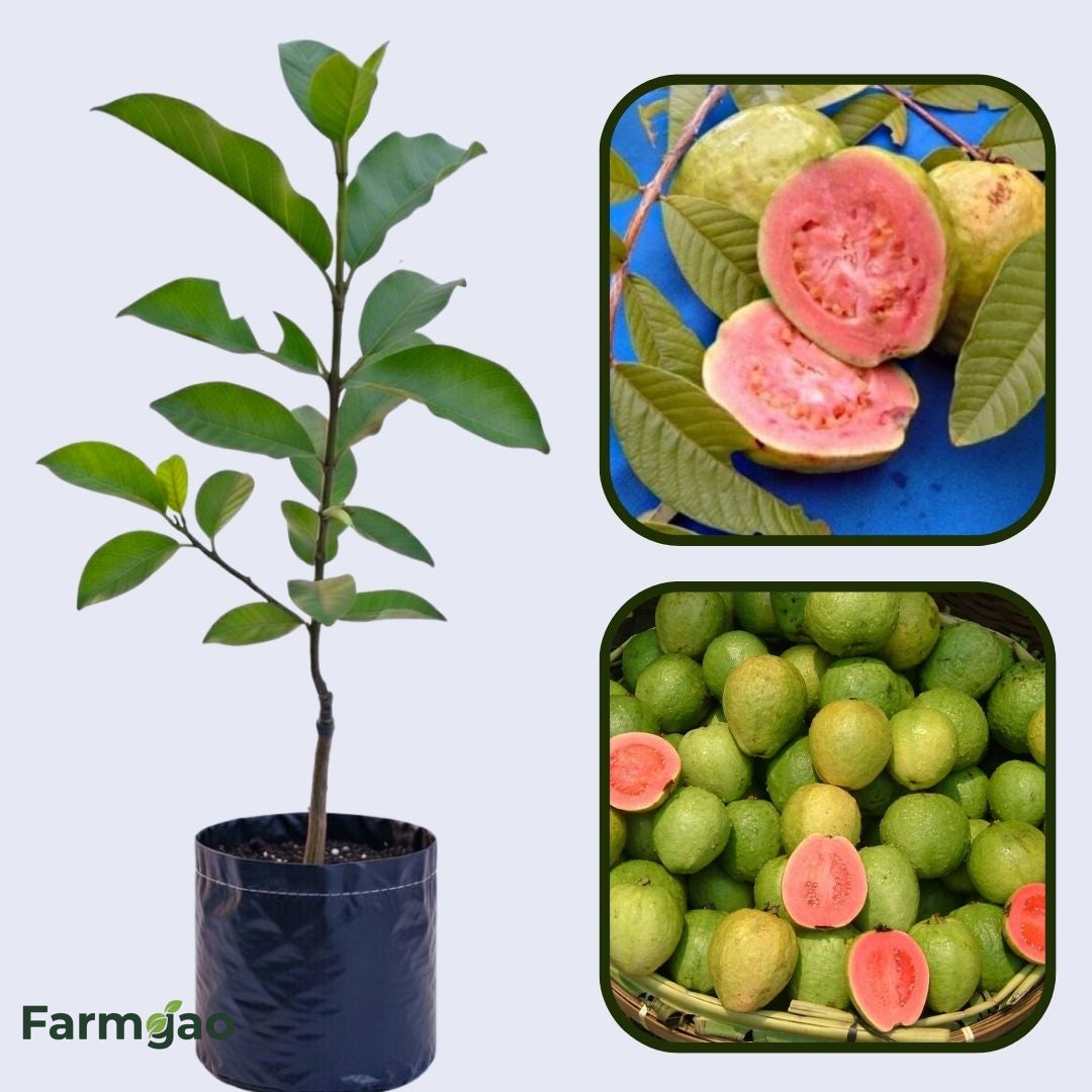 Oman Pink Guava Air Layered Healthy Fruit Plant