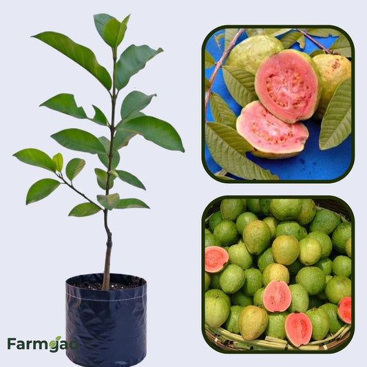 Oman Pink Guava Air Layered Healthy Fruit Plant